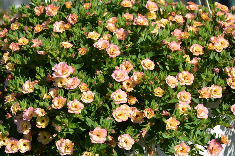 MiniFamous Double Compact Rose Chai Calibrachoa (Calibrachoa 'KLECA11226') at Roger's Gardens