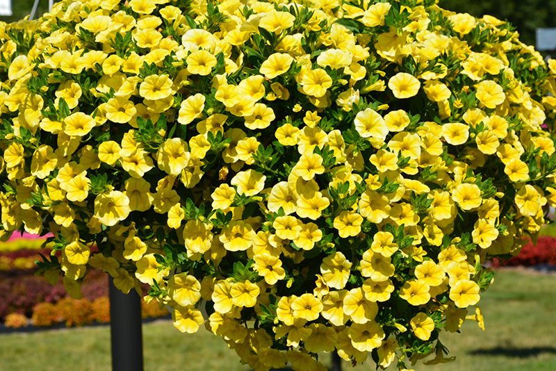 Aloha Canary Yellow Calibrachoa (Calibrachoa 'Aloha Canary Yellow') at Roger's Gardens