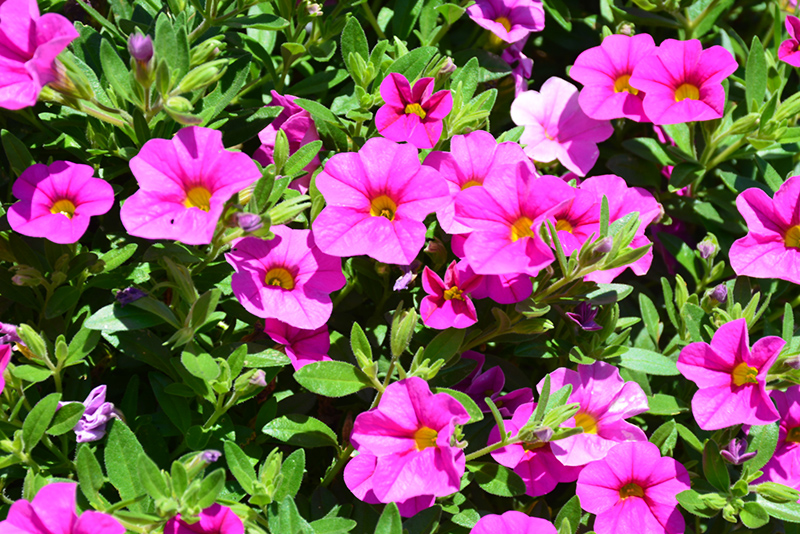Aloha Nani Pink Calibrachoa (Calibrachoa 'Aloha Nani Pink') at Roger's Gardens