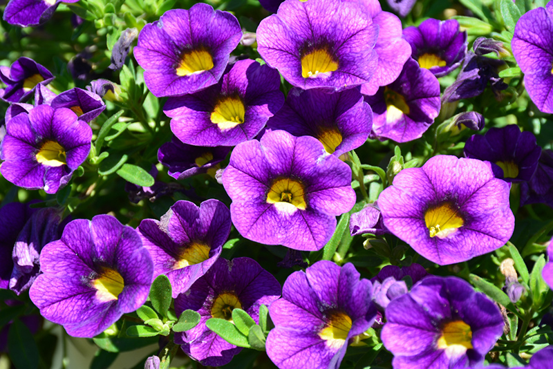 Colibri Plum Calibrachoa (Calibrachoa 'Colibri Plum') at Roger's Gardens
