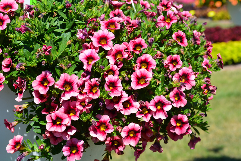 Hula Hot Pink Calibrachoa (Calibrachoa 'Hula Hot Pink') at Roger's Gardens
