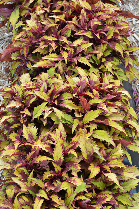 FlameThrower Spiced Curry Coleus (Solenostemon scutellarioides 'Spiced Curry') at Roger's Gardens