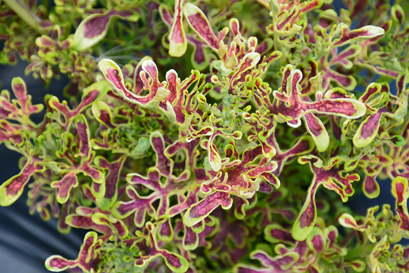 Under The Sea Red Coral Coleus (Solenostemon scutellarioides 'Red Coral') at Roger's Gardens