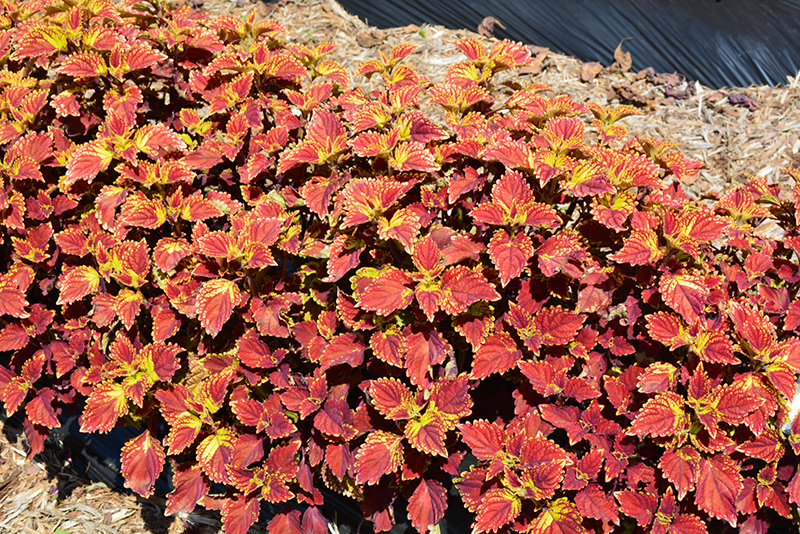 Color Clouds Be Mine Coleus (Solenostemon scutellarioides 'Be Mine') at Roger's Gardens