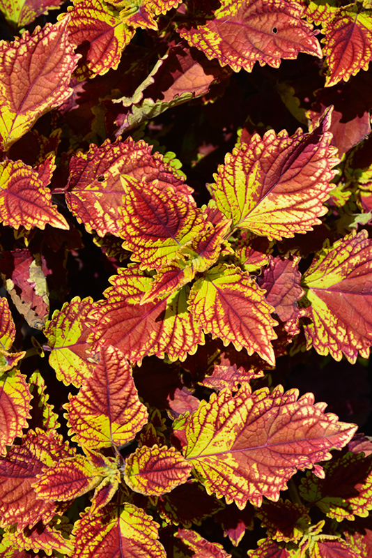 Color Clouds Be Mine Coleus (Solenostemon scutellarioides 'Be Mine') at Roger's Gardens
