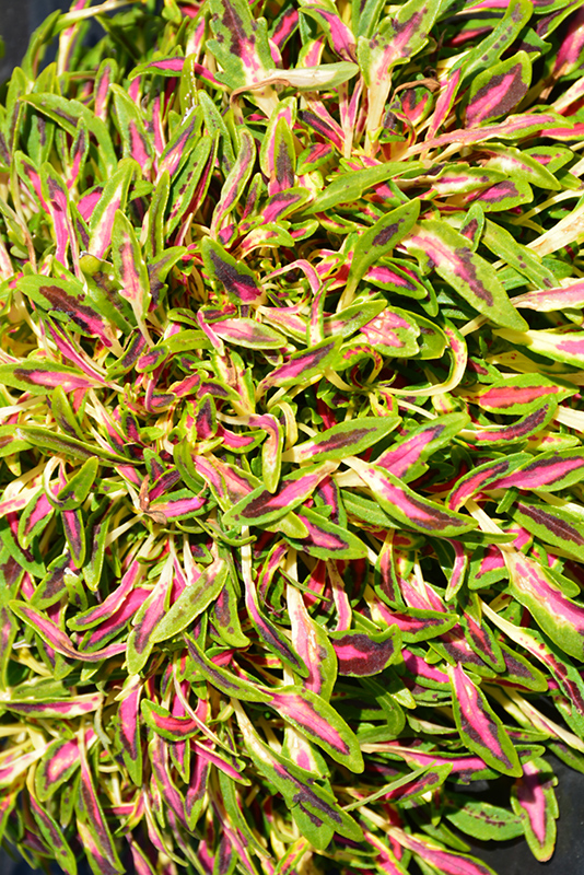 Fancy Feathers Pink Coleus (Solenostemon scutellarioides 'Fancy Feathers Pink') at Roger's Gardens