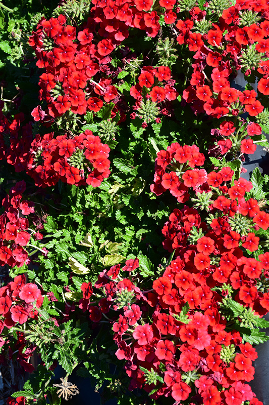Empress Sun Red Verbena (Verbena 'Empress Sun Red') at Roger's Gardens
