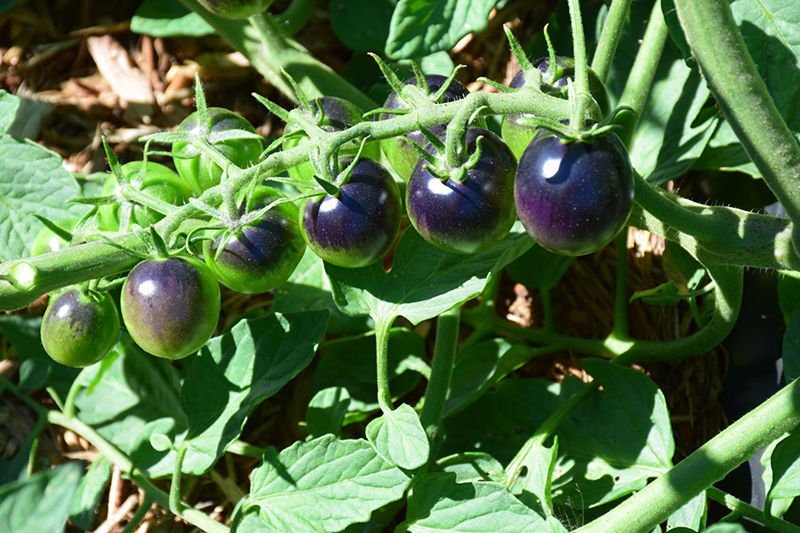 Midnight Snack Tomato (Solanum lycopersicum 'Midnight Snack') at Roger's Gardens