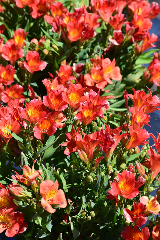 Colorita Amina Alstroemeria (Alstroemeria 'Zapriamin') at Roger's Gardens