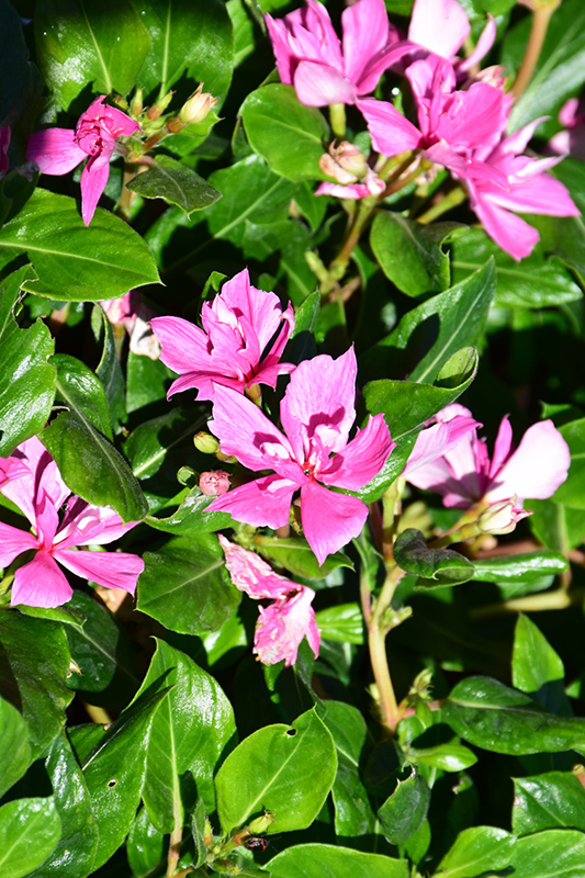Soiree Kawaii Double Pink Vinca (Catharanthus roseus 'Soiree Kawaii Double Pink') at Roger's Gardens