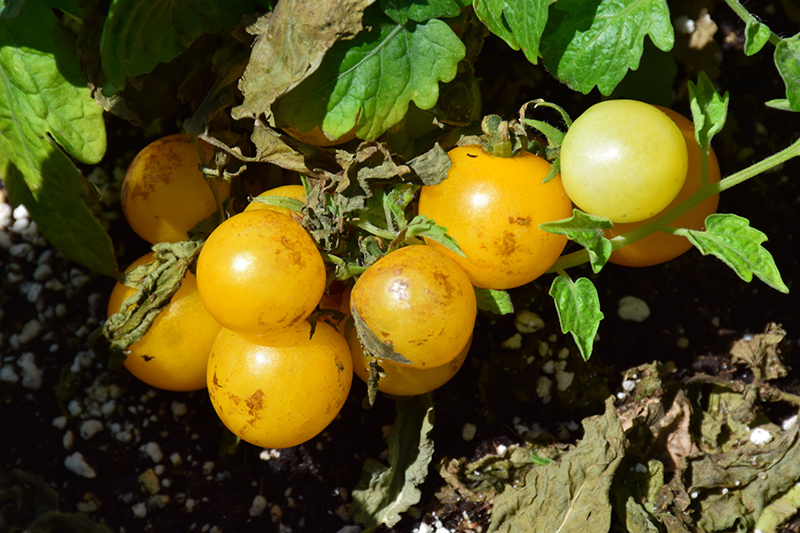 Little Birdy Yellow Canary Tomato (Solanum lycopersicum 'Yellow Canary') at Roger's Gardens