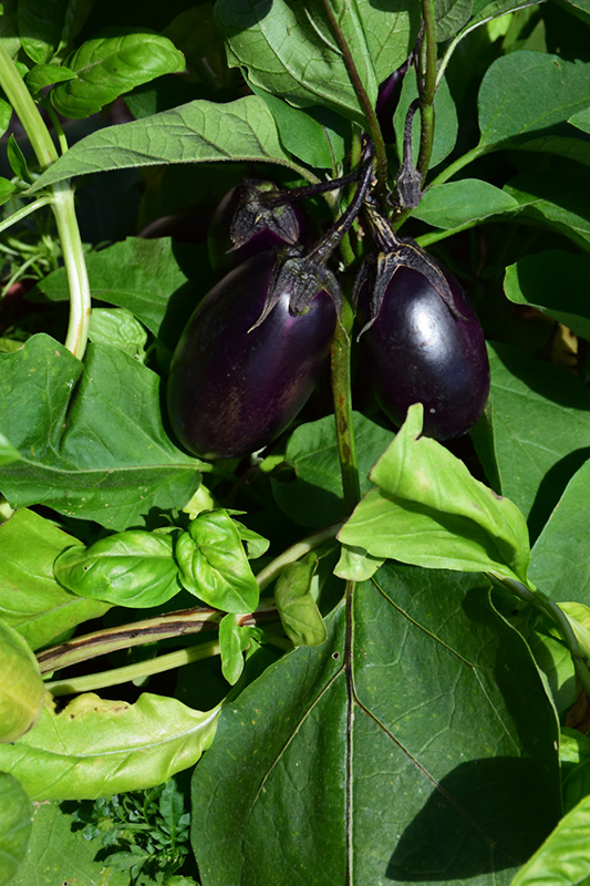 Patio Baby Eggplant (Solanum melongena 'Patio Baby') at Roger's Gardens