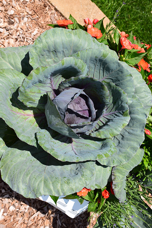 Red Express Cabbage (Brassica oleracea var. capitata 'Red Express') at Roger's Gardens