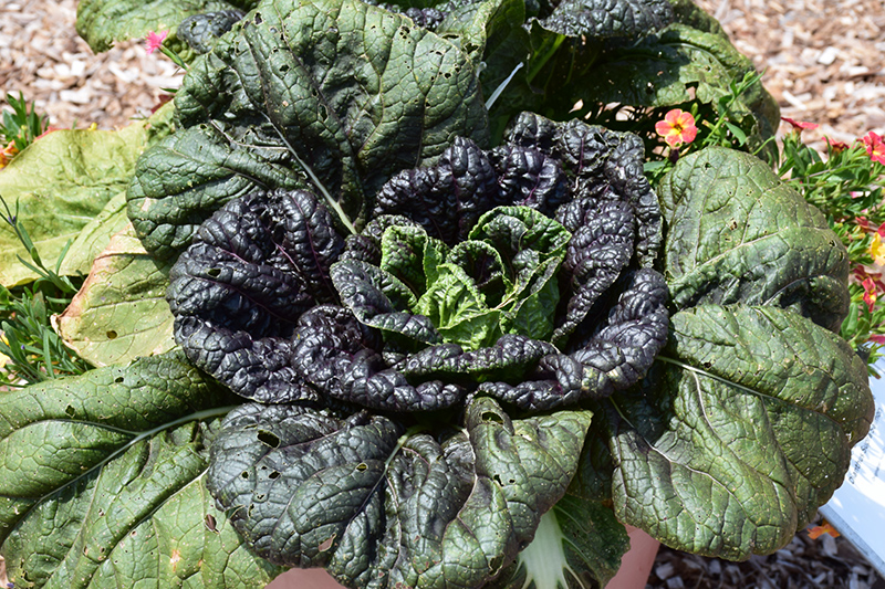 Darkibor Kale (Brassica oleracea var. sabellica 'Darkibor') at Roger's Gardens