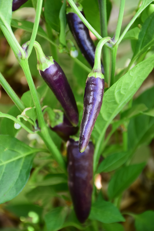 Gusto Pepper (Capsicum annuum 'Gusto Purple') at Roger's Gardens