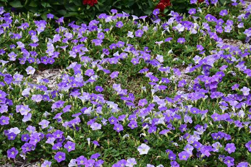Dekko Sky Blue Petunia (Petunia 'Dekko Sky Blue') at Roger's Gardens
