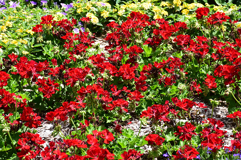 Calliope Medium Dark Red Geranium (Pelargonium 'Calliope Medium Dark Red') at Roger's Gardens