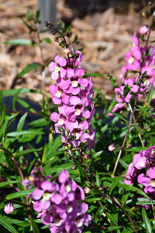 AngelMist Spreading Pink Angelonia (Angelonia angustifolia 'Balangspini') at Roger's Gardens