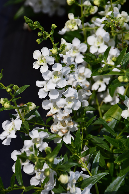 AngelMist Spreading White Angelonia (Angelonia angustifolia 'Balangspri') at Roger's Gardens