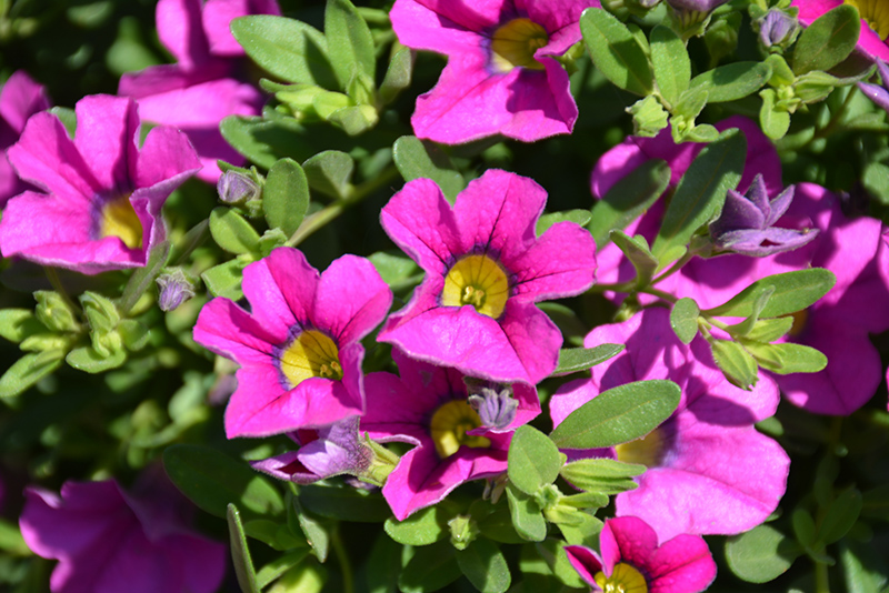 Million Bells Trailing Pink Calibrachoa (Calibrachoa 'Million Bells Trailing Pink') at Roger's Gardens