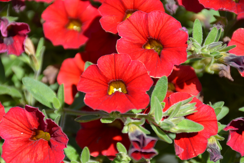 Million Bells Mounding Compact Deep Red Calibrachoa (Calibrachoa 'Million Bells Mounding Compact Deep Red') at Roger's Gardens