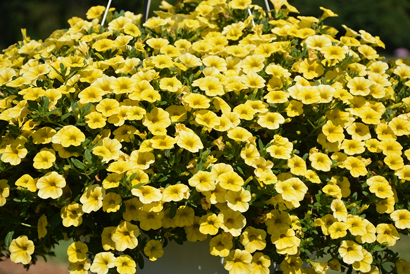 Million Bells Mounding Compact Yellow Calibrachoa (Calibrachoa 'Million Bells Mounding Compact Yellow') at Roger's Gardens