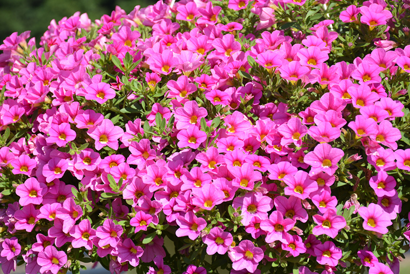 Million Bells Mounding Compact Pink Calibrachoa (Calibrachoa 'Million Bells Mounding Compact Pink') at Roger's Gardens