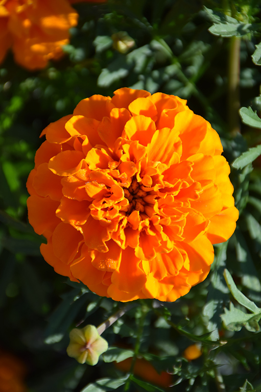 Hero Orange Marigold (Tagetes patula 'Hero Orange') at Roger's Gardens