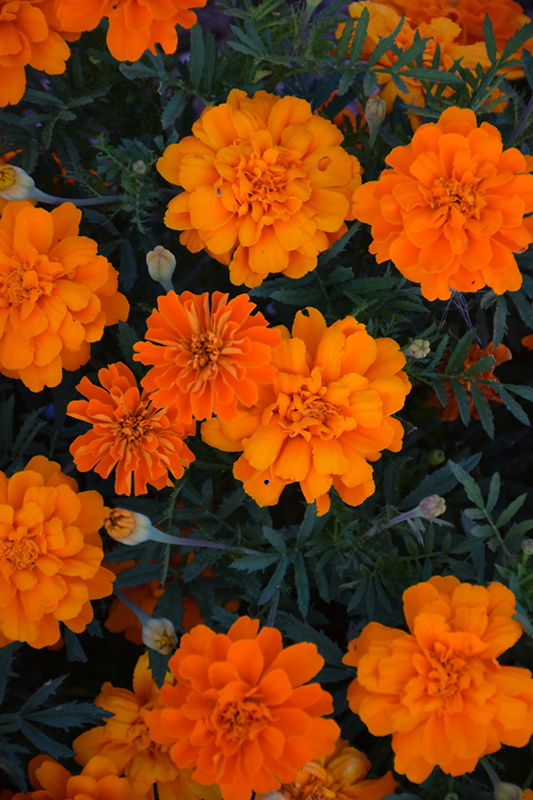Alumia Deep Orange Marigold (Tagetes patula 'Alumia Deep Orange') at Roger's Gardens