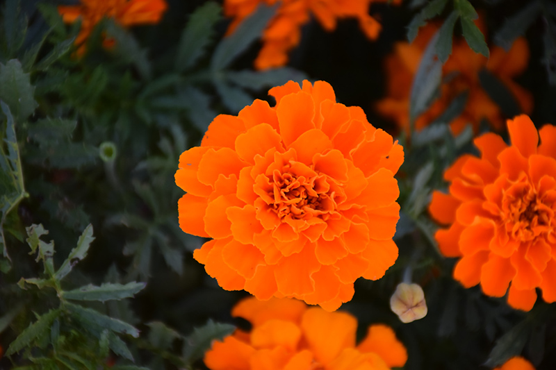 Alumia Deep Orange Marigold (Tagetes patula 'Alumia Deep Orange') at Roger's Gardens