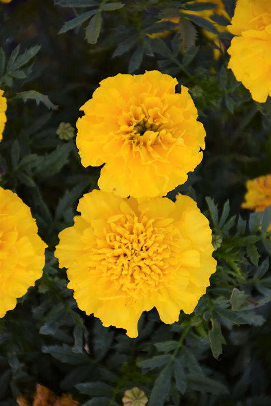 Bonanza Yellow Marigold (Tagetes patula 'Bonanza Yellow') at Roger's Gardens