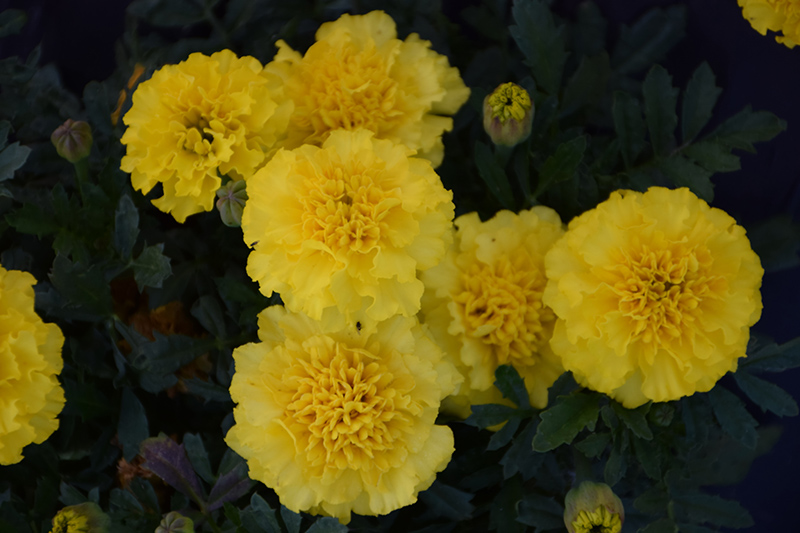 Hot Pak Yellow Marigold (Tagetes patula 'PAS1077396') at Roger's Gardens