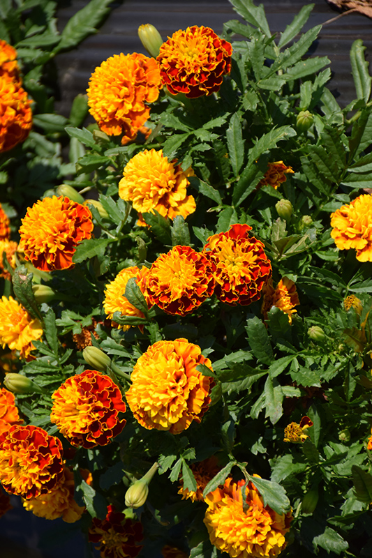 Hot Pak Spry Marigold (Tagetes patula 'PAS1077393') at Roger's Gardens