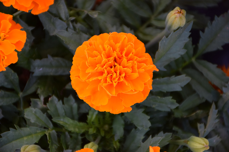 Hot Pak Orange Marigold (Tagetes patula 'PAS1077390') at Roger's Gardens