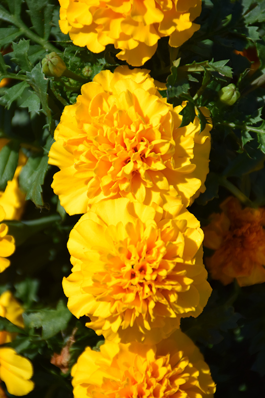 Hot Pak Gold Marigold (Tagetes patula 'PAS1077384') at Roger's Gardens