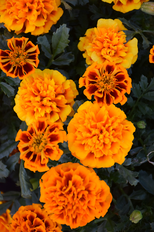 Hot Pak Flame Marigold (Tagetes patula 'PAS1077381') at Roger's Gardens
