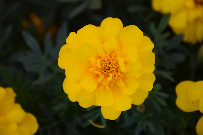 Durango Yellow Marigold (Tagetes patula 'Durango Yellow') at Roger's Gardens