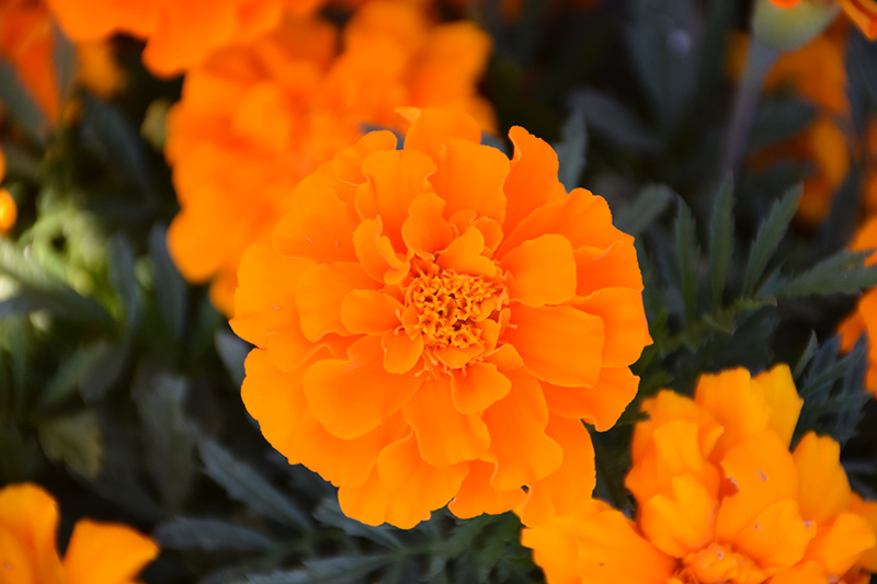 Durango Orange Marigold (Tagetes patula 'Durango Orange') at Roger's Gardens