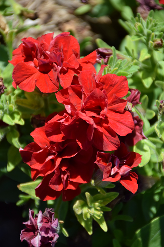 Double Wave Red Petunia (Petunia 'Double Wave Red') at Roger's Gardens