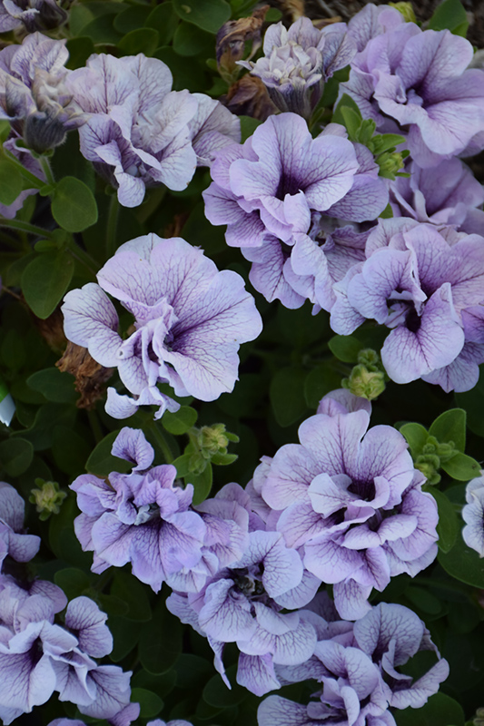 Double Wave Blue Vein Petunia (Petunia 'Double Wave Blue Vein') at Roger's Gardens