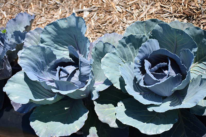 Red Express Cabbage (Brassica oleracea var. capitata 'Red Express') at Roger's Gardens