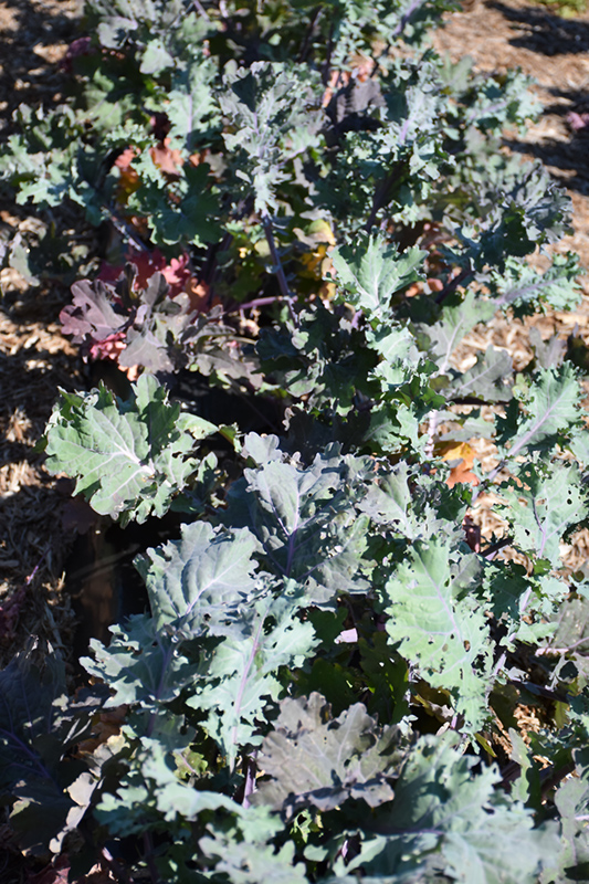 Red Ursa Kale (Brassica napus var. pabularia 'Red Ursa') at Roger's Gardens