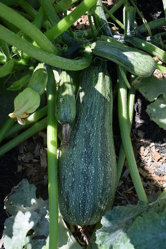 Cocozelle Zucchini (Cucurbita pepo var. cylindrica 'Cocozelle') at Roger's Gardens