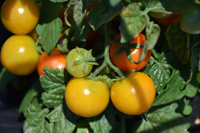 Ponchi-Fa Tomato (Solanum lycopersicum 'Ponchi-Fa') at Roger's Gardens