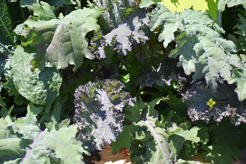 Kale Storm Mixture (Brassica oleracea var. sabellica 'Storm Mixture') at Roger's Gardens