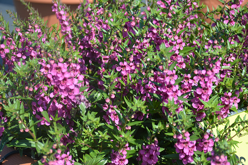 Statuesque Blue Angelonia (Angelonia angustifolia 'Statuesque Pink') at Roger's Gardens
