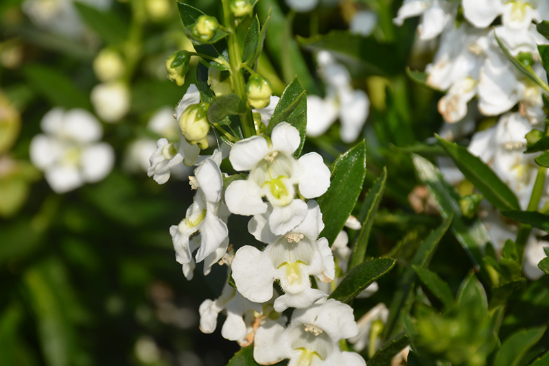 Statuesque White Angelonia (Angelonia angustifolia 'Statuesque White') at Roger's Gardens