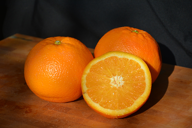 Navel Orange (Citrus sinensis 'Navel') at Roger's Gardens