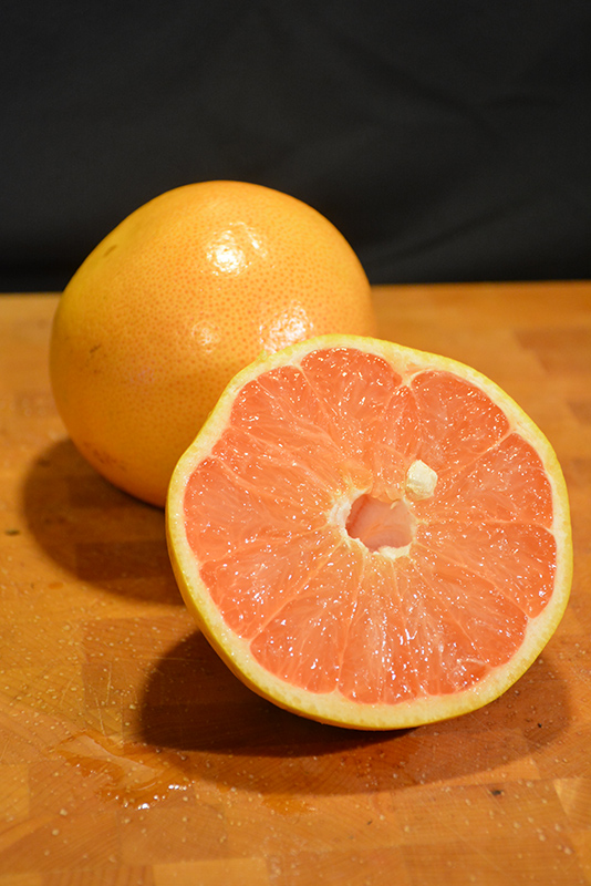 Ruby Red Grapefruit (Citrus x paradisi 'Ruby Red') at Roger's Gardens