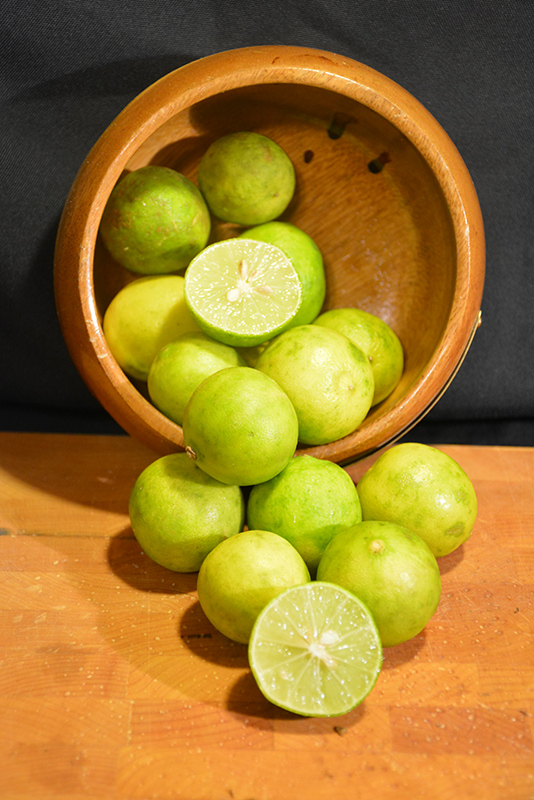 Key Lime (Citrus aurantifolia) at Roger's Gardens
